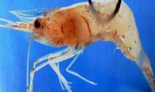 虾是用什么呼吸的 虾类依靠什么呼吸