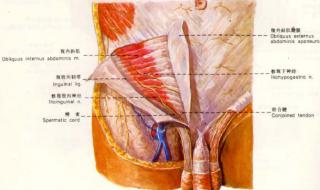 腹股沟在哪个位置图片 腹股沟在人体那个位置